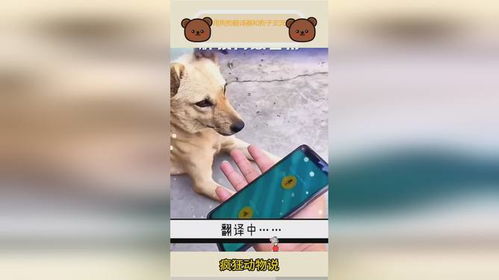 哆啦猫狗翻译器 