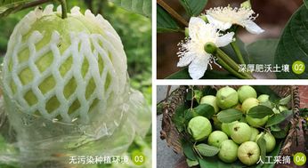 欢乐成语 