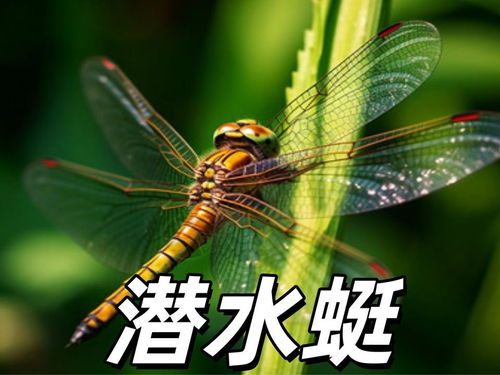 蜻蜓视频直播下载 