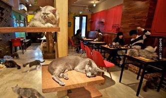 猫咖啡店游戏 