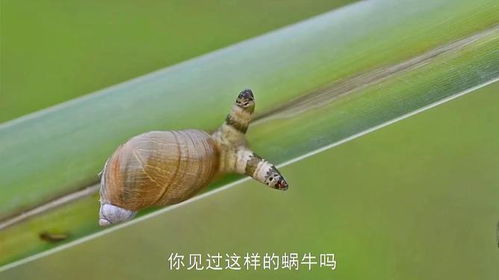 蜗牛视频免费观看电视剧 