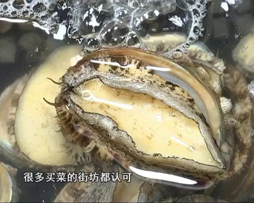 芥子视频最新网站 
