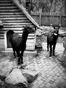 重型物流汽车模拟最新版2024手机下载安装 